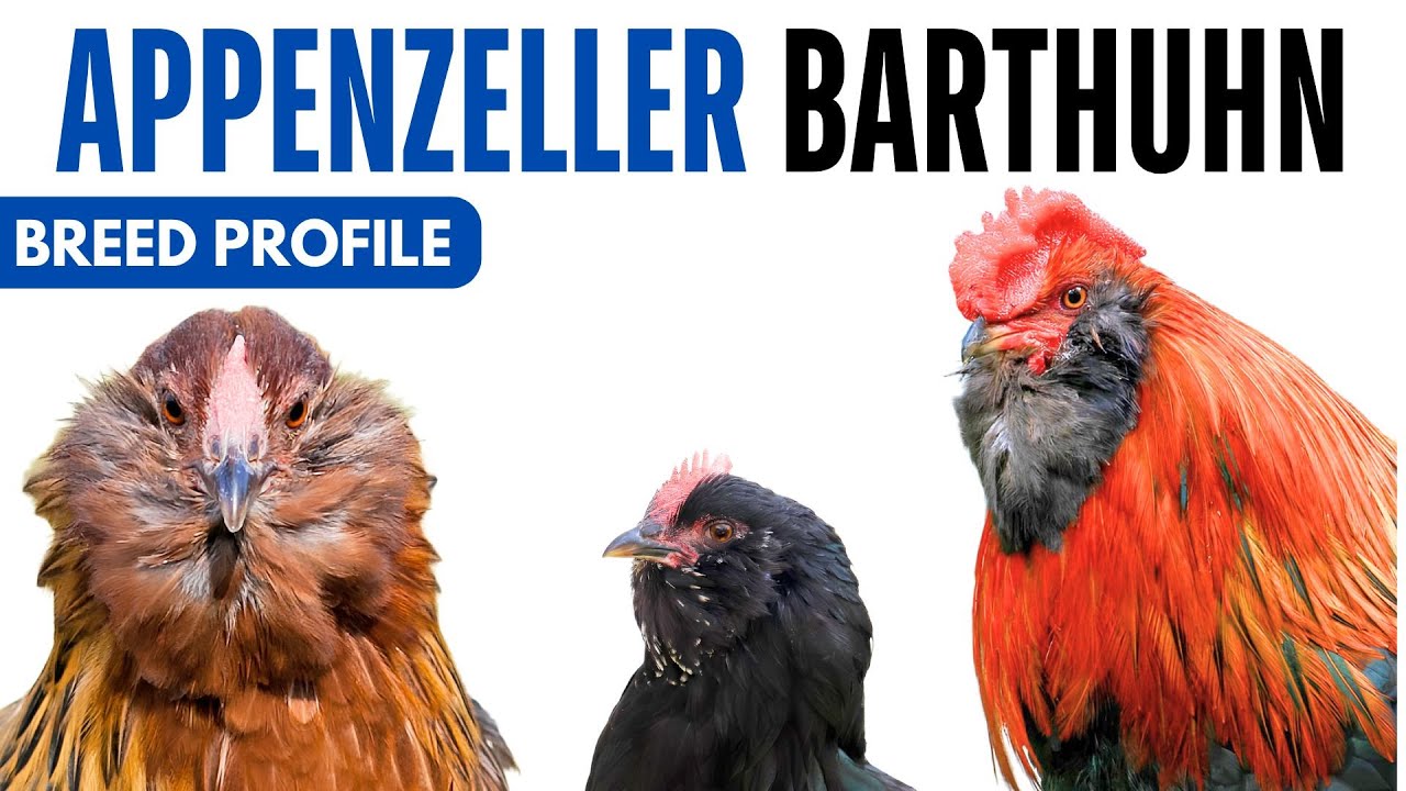 Appenzeller Barthuhn Breed Profile History Health Issues - Appenzeller Barthuhn Egg Ratio Lifespan
