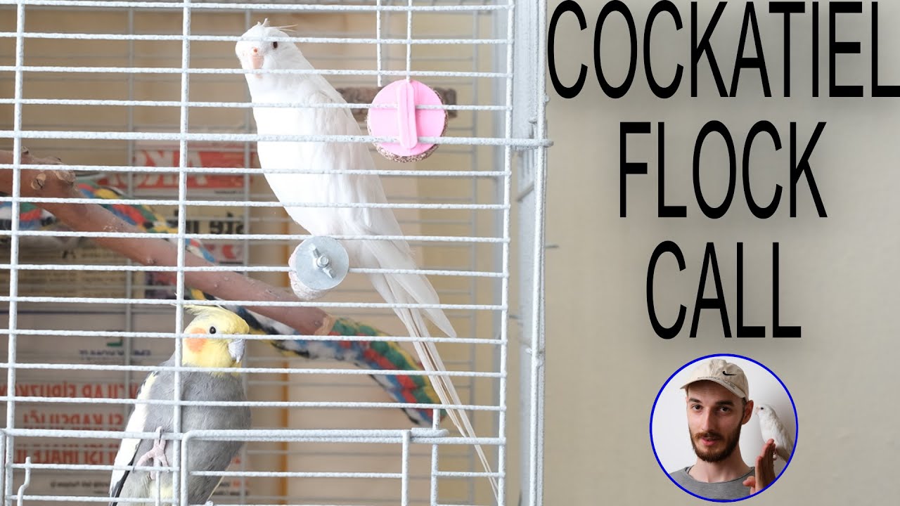 COCKATIEL FLOCK CALL  5 HOUR