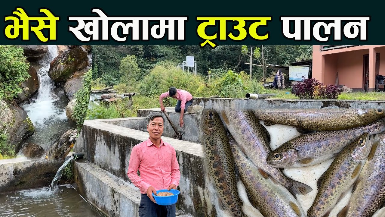 भैसे खोलामा ट्राउट माछा पालन   Trout  machha palan