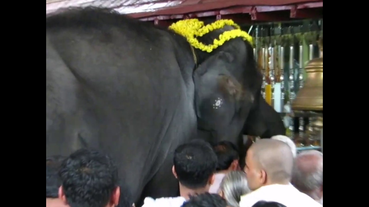 #Kukke #subramanya | #Elephant prayer at temple | #karnataka |a day in #kukke | #rining the #bell