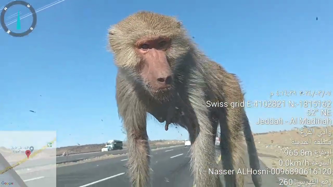 قرود البابون Baboon Papio توجد في الطائف وايضا يتواجد العديد منها بطريق جدة المدينة المنورة .