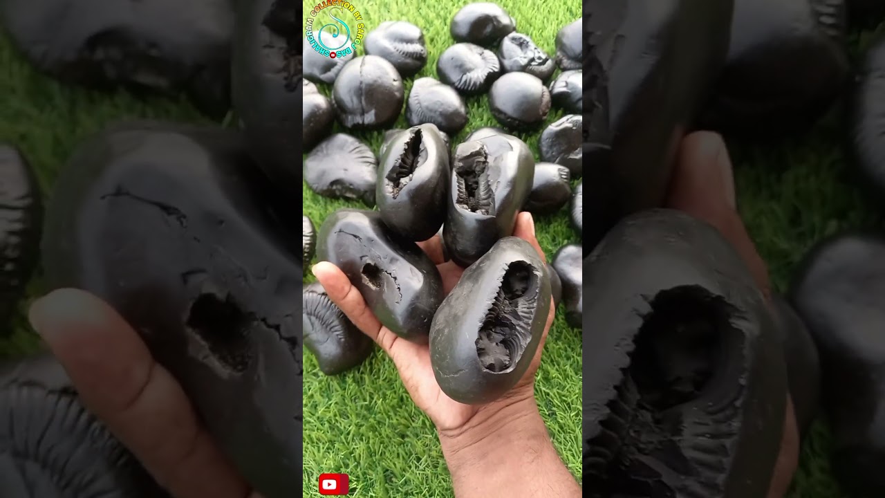 Gandaki nadi nepal shaligram #shorts #short #shortsfeed