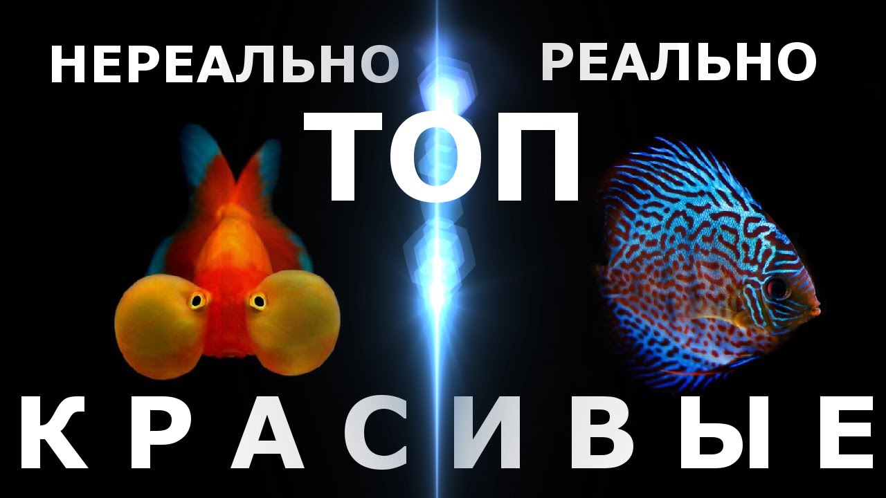 ТОП 60 самых красивых аквариумных рыбок!