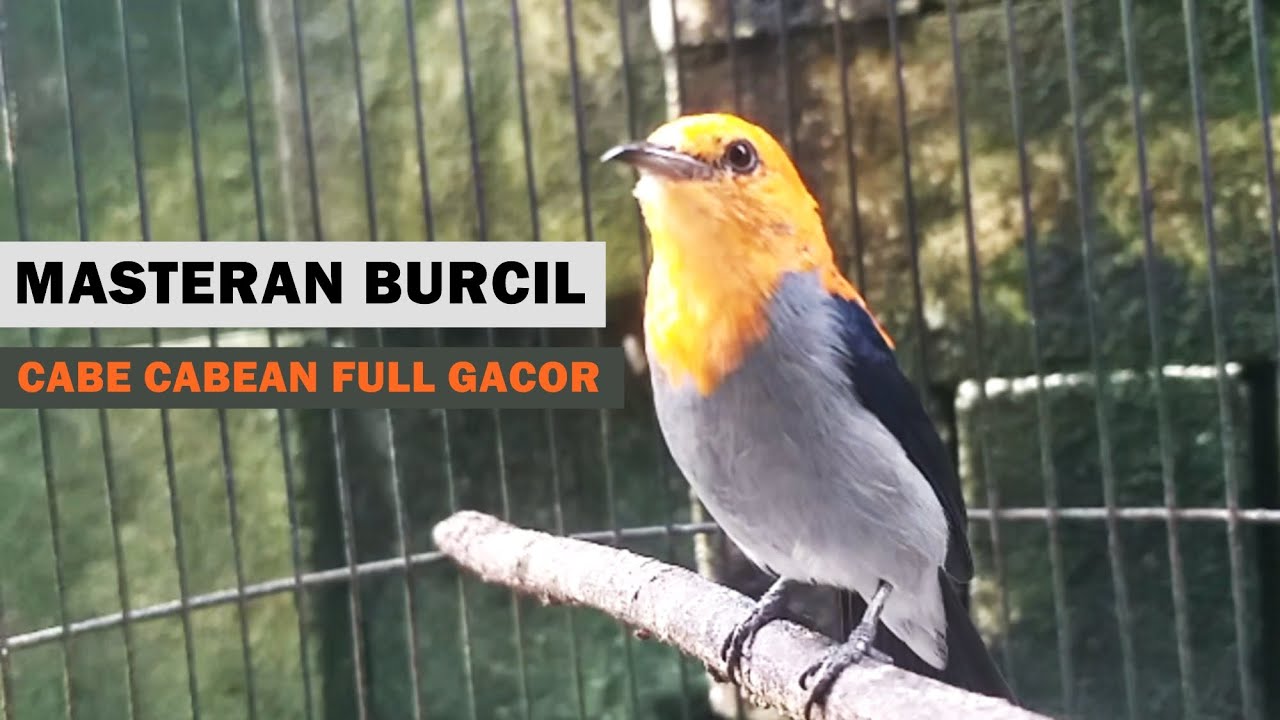 SUARA KEMADE CIT KERES GACOR TEMBAKAN PEDAS ‼️ MP3 MASTERAN PIKAT BURUNG KECIL LIARAN PALING AMPUH