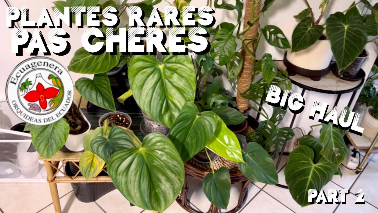 ENORME unboxing plantes rares PART 2 - importer une plante