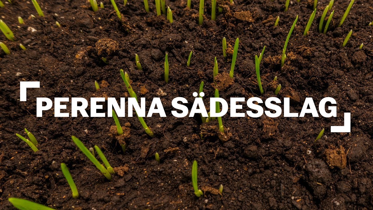 Innovation från jord till bord - Perenna Sädesslag