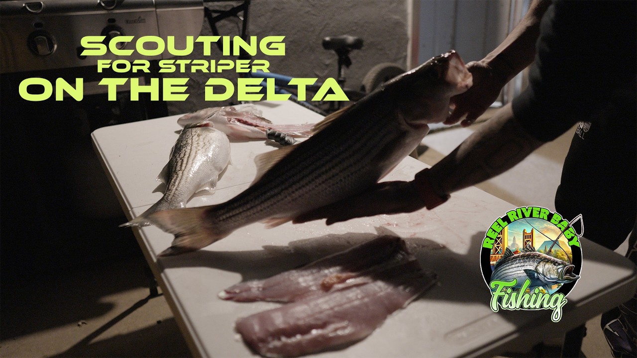 Scouting for striper on the California Delta!!