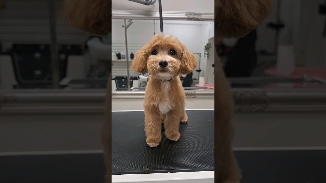 Maltipoo Rico świeżak i Leo już stały bywalec 😊 #maltipoo #grooming #psy #dogs