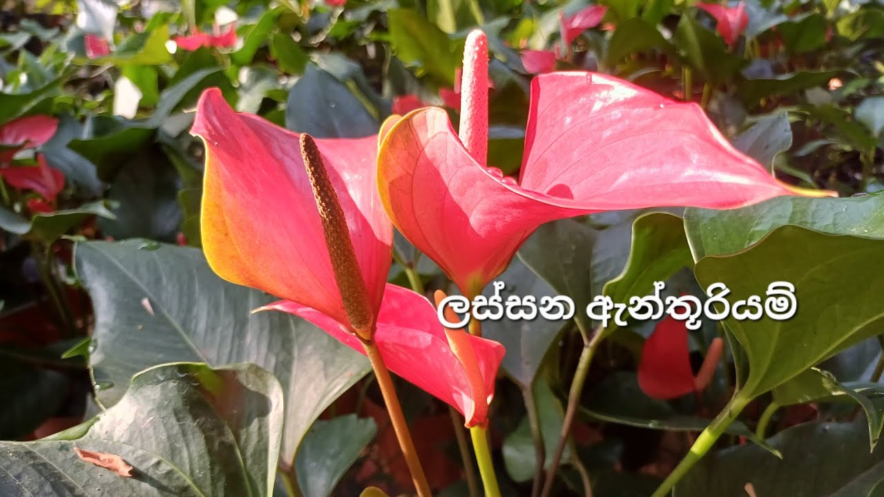 Rijo,Rainbow යායක් බෝකරමුද 🥰2026/03/15🥰0706132904🥰#anthurium #floweringplants #garden# 