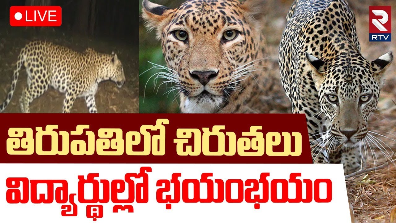 Chirutha Halchal In Tirupati🔴LIVE : తిరుమలలో చిరుత హల్‌చల్‌ | Tirumala | TTD | RTV