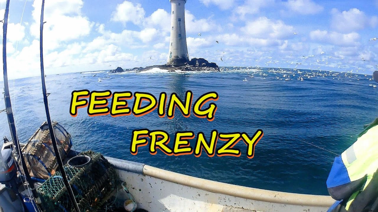Feeding Frenzy At The Lighthouse