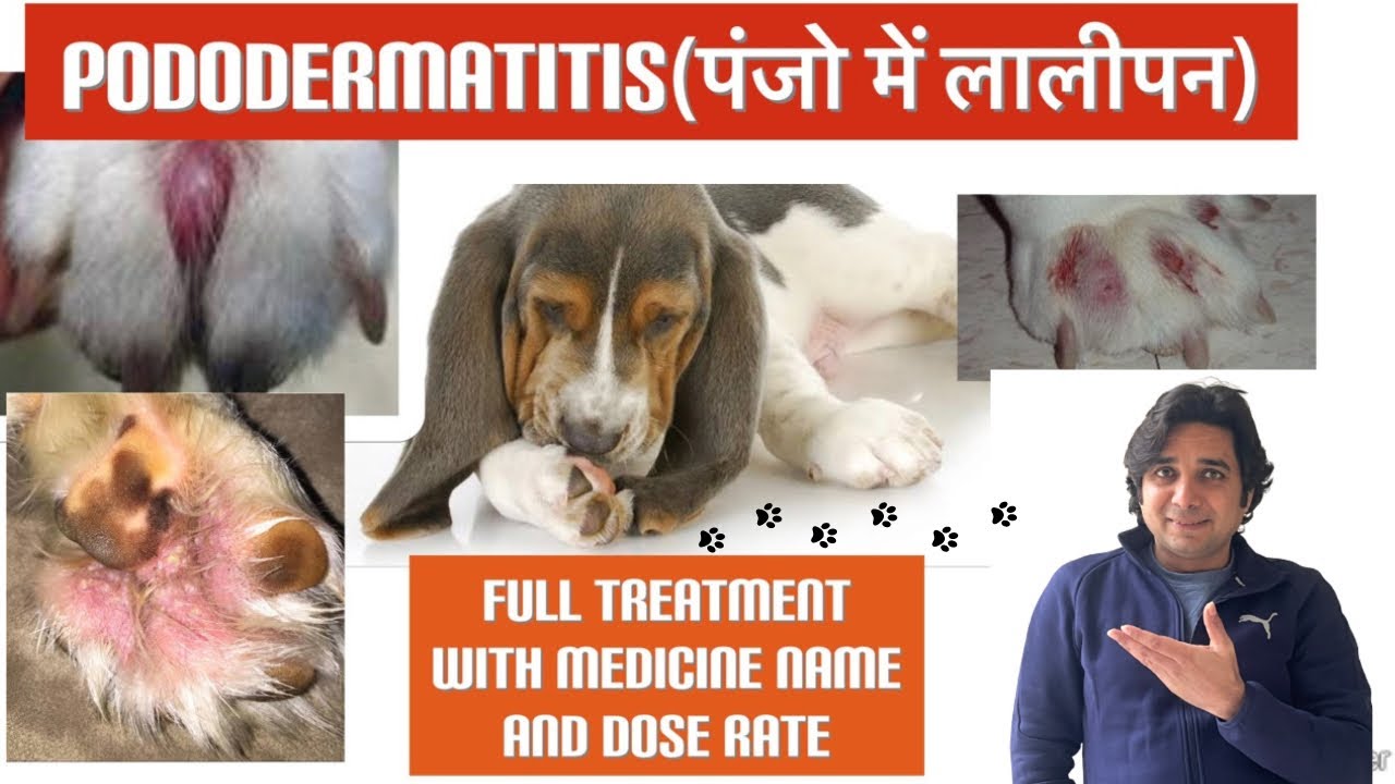 Pododermatitis in dogs||Treatment of redness in paw of dogs||Dog के paws infection home treatment