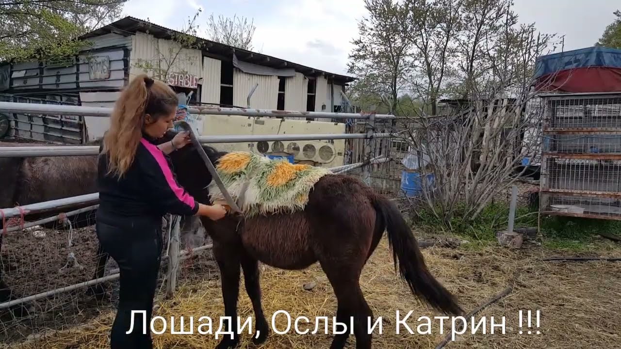 показываю как сшить УЧЕБНОЕ СЕДЛО ИЗ КОВРИКА приучаю маленькую ЛОШАДЬ  к премудростям конной жизни.