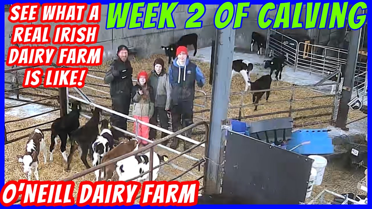What an Irish Dairy Farm is really like! Wk2 of calving on our Irish Family jersey x farm, VLOG