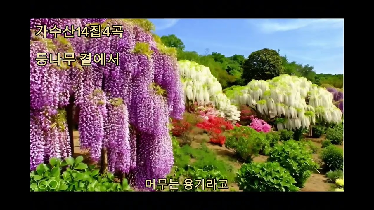 🌸 가수산 14집 4곡🎵 등나무 곁에서