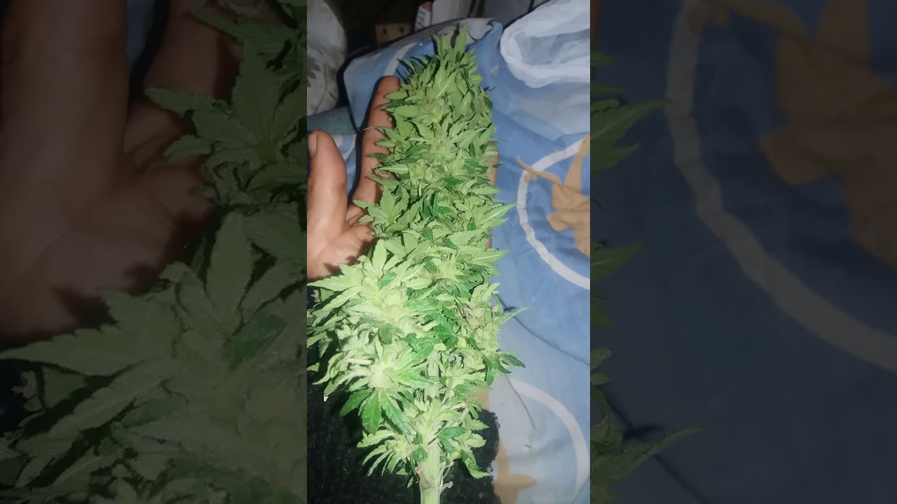 #DonTricomaking  #Ti8Trc8ma #20SonLegales #CandyBud