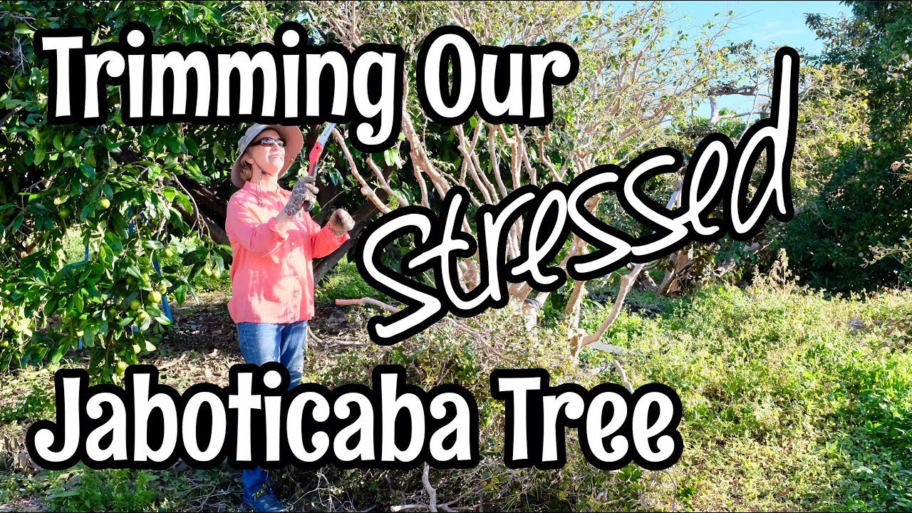 Trimming Our Stressed Jaboticaba Tree
