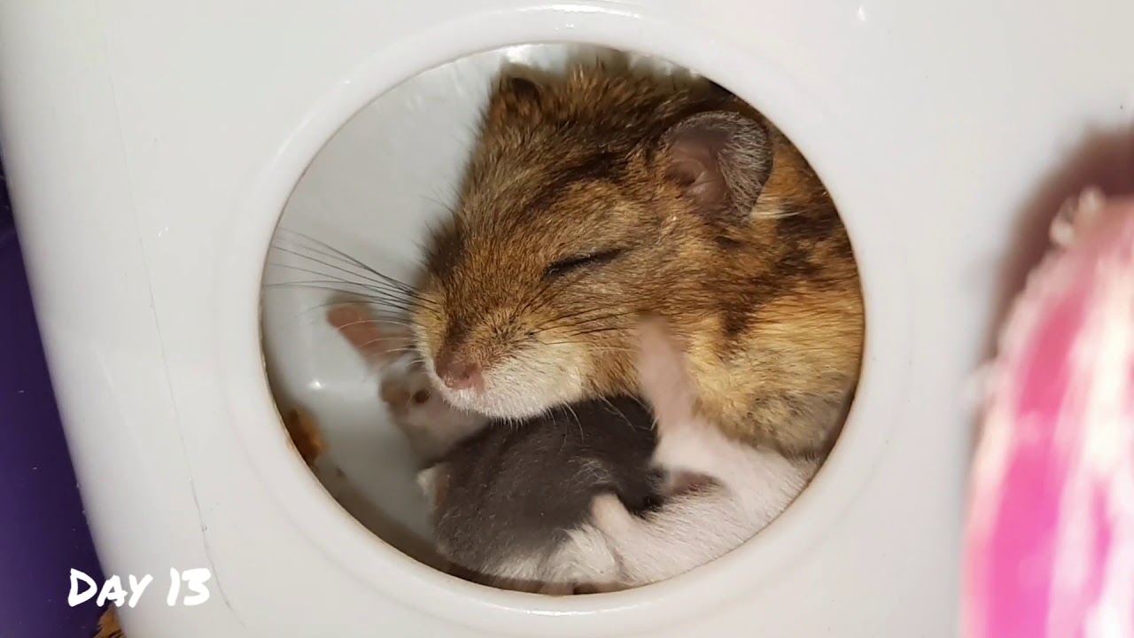 Siberian hamster from day 1 to day 30🐹|| Cygme Neile Tacusalme