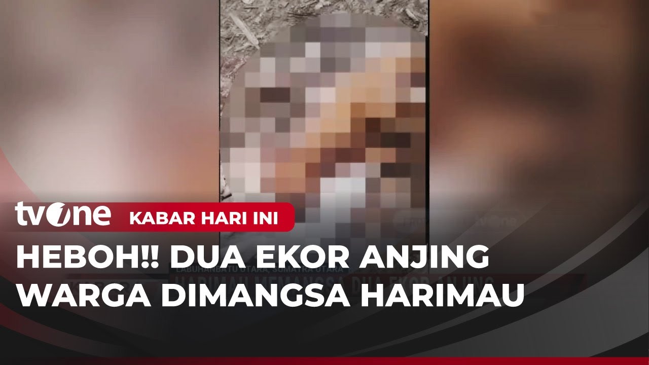 Harimau Masuk ke Lahan Perkebunan Warga Memangsa Dua Ekor Anjing | Kabar Hari Ini