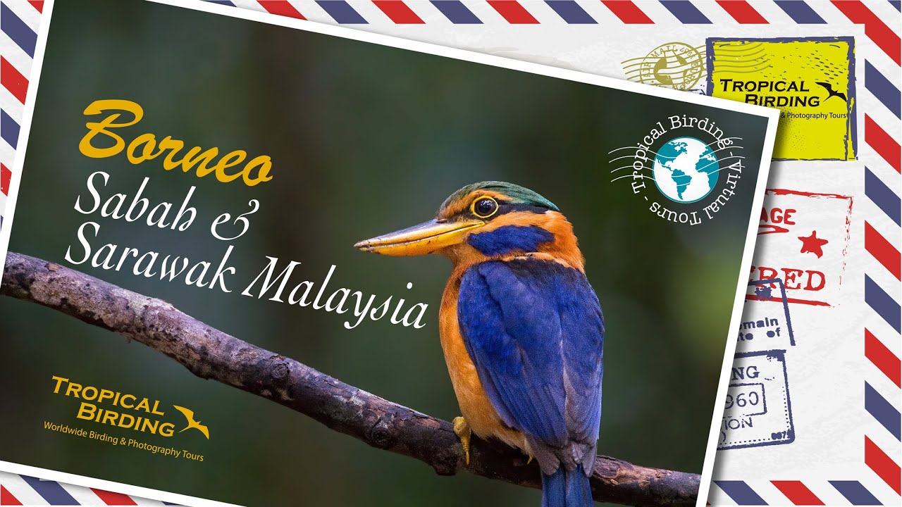 Tropical Birding Virtual Birding Tour to Borneo (Sabah & Sarawak Malaysia) by Ken Behrens