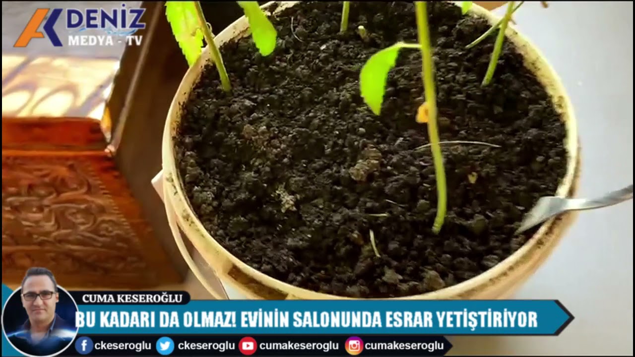 EVİN SALONUNDA ESRAR YETİŞTİRİYORDU