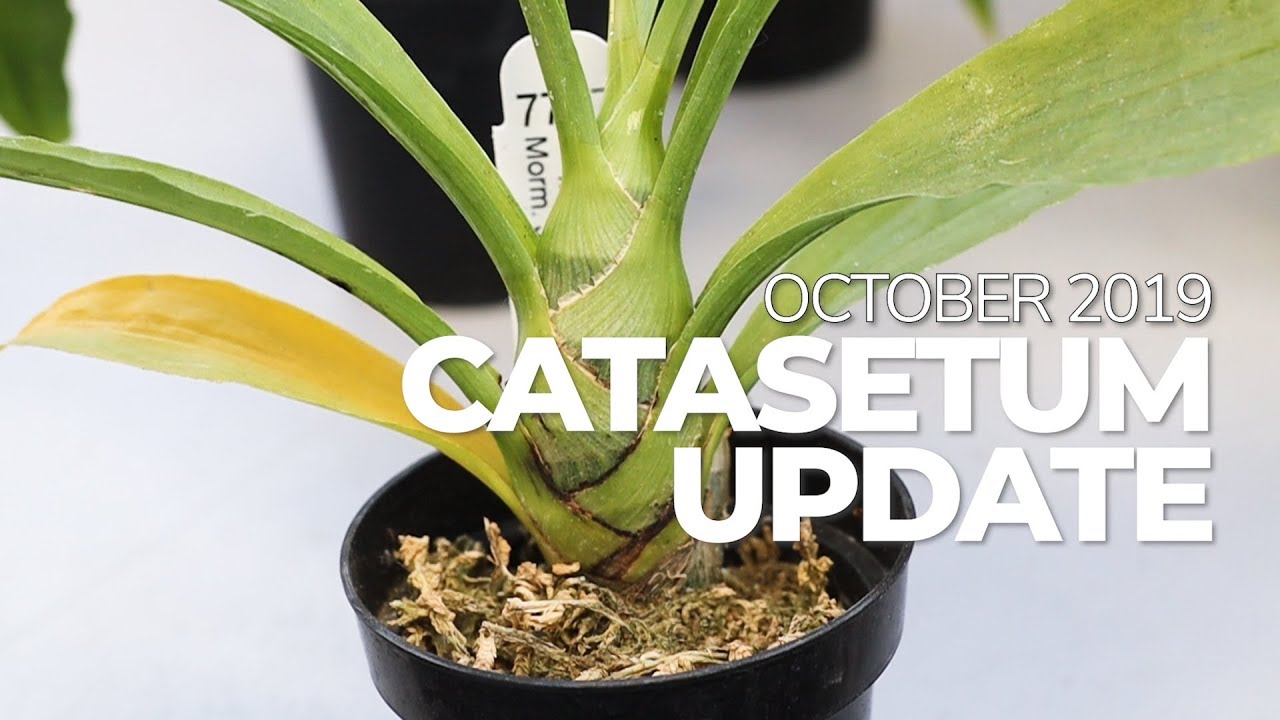 Dealing with Spider Mites (Again) and Dormancy: October 2019 Catasetum Update