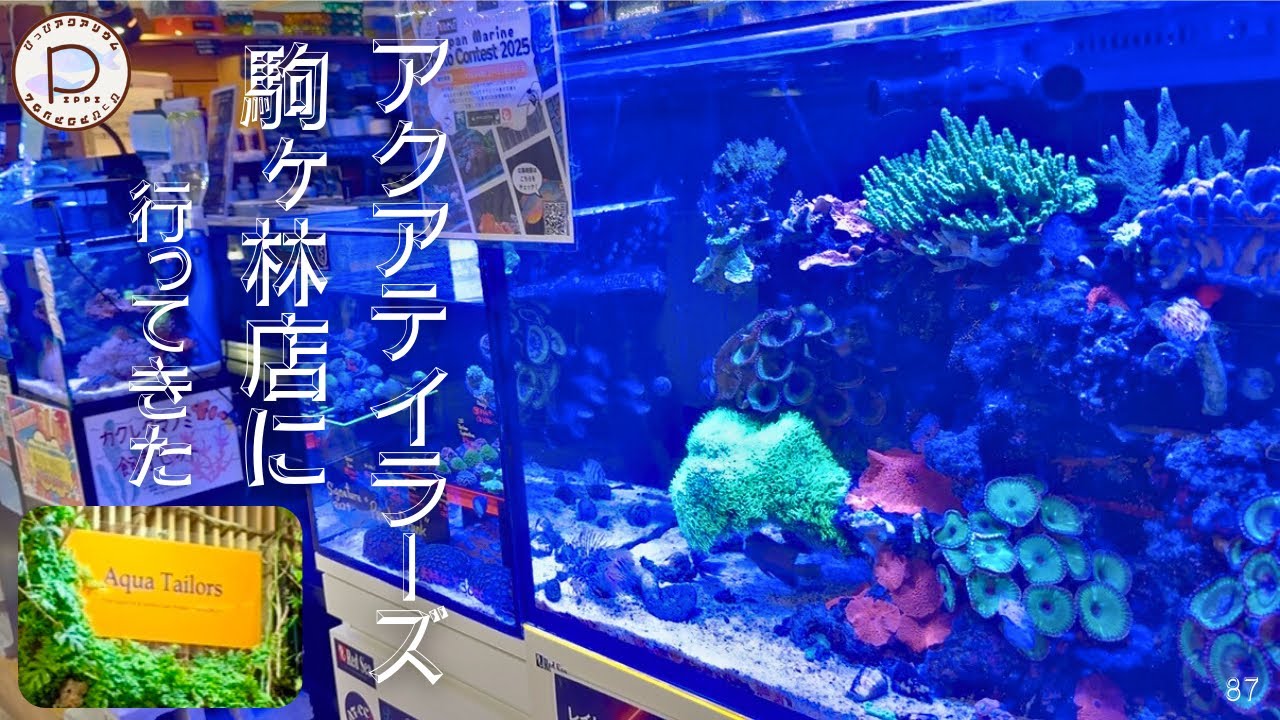 アクアテイラーズ駒ヶ林店に行ってみた！　#ぴっぴアクアリウム　2025/12/6