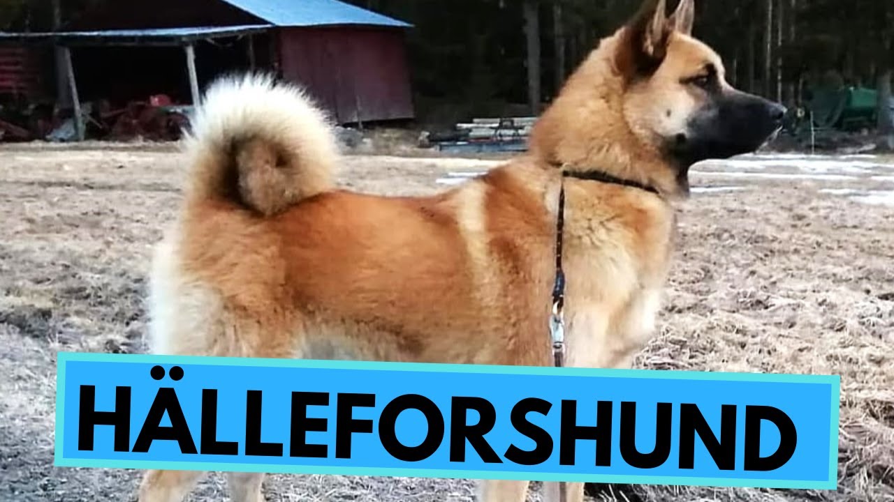 Hälleforshund Dog Breed - Facts and Information - Hällefors Elkhound