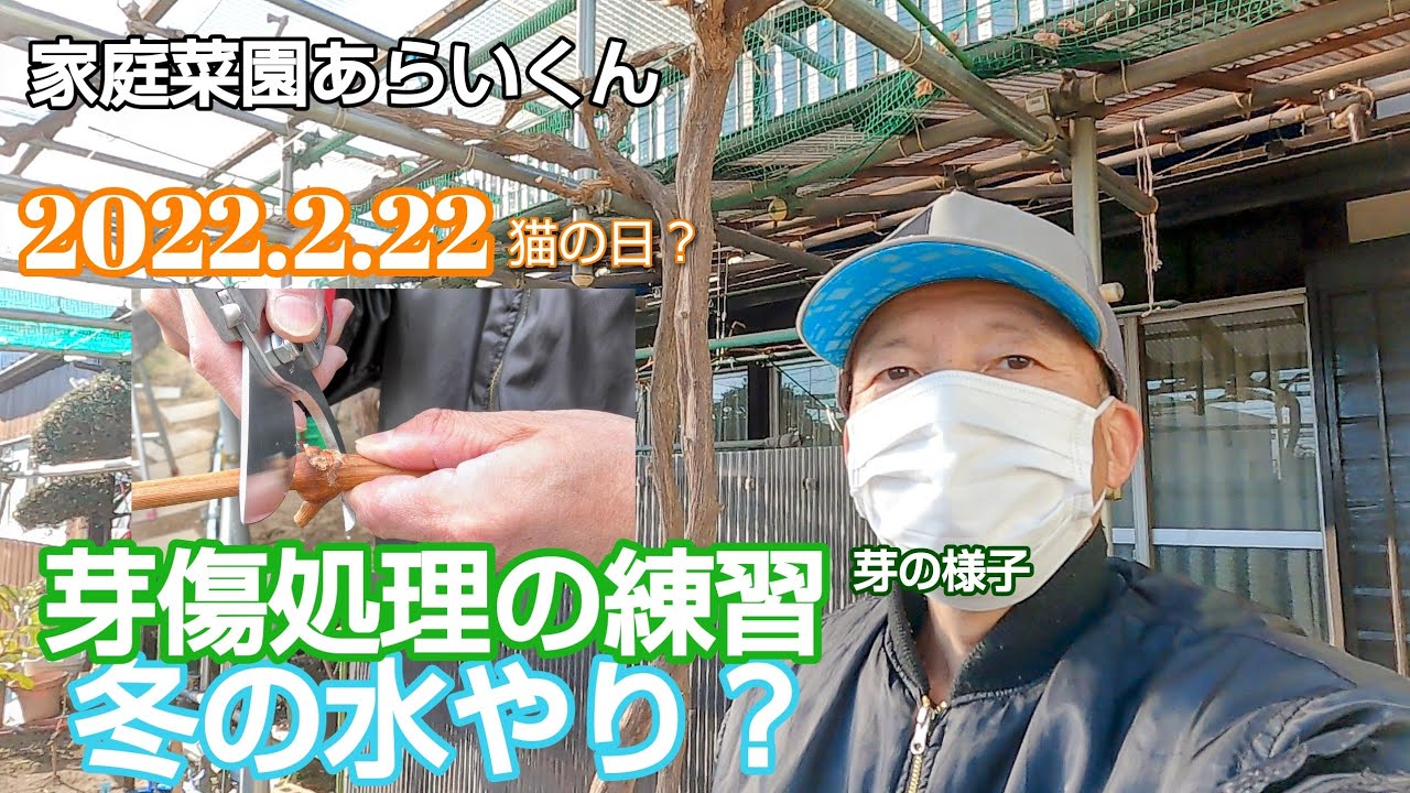 【シャインマスカット】第６３回、芽傷処理の練習【家庭菜園】