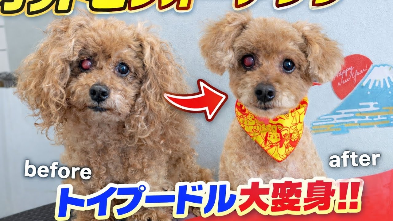 【トリミング】トイプードル【高齢犬】