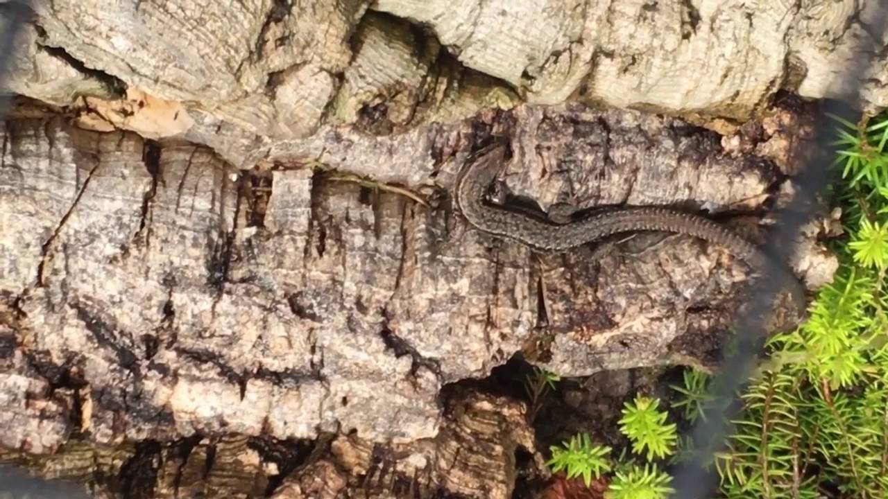 Viviparous lizard (Zootoca vivipara) in outdoor enclosure