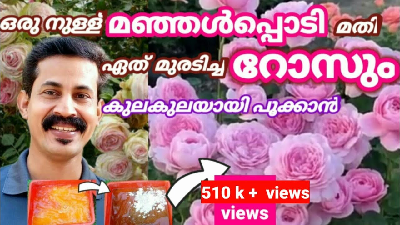Roses flowering increase tip/ ഒരു നുള്ള് മഞ്ഞൾപ്പൊടി മതി റോസച്ചെടികൾ മുരടിപ്പ് മാറി കുലയായി പൂക്കാൻ