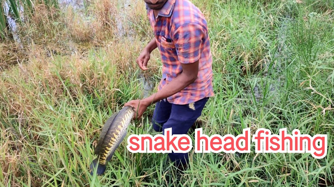 Snake head fish|| bigfish| eggs #murrelfish hunting #best hook fishing #fishing #village life style