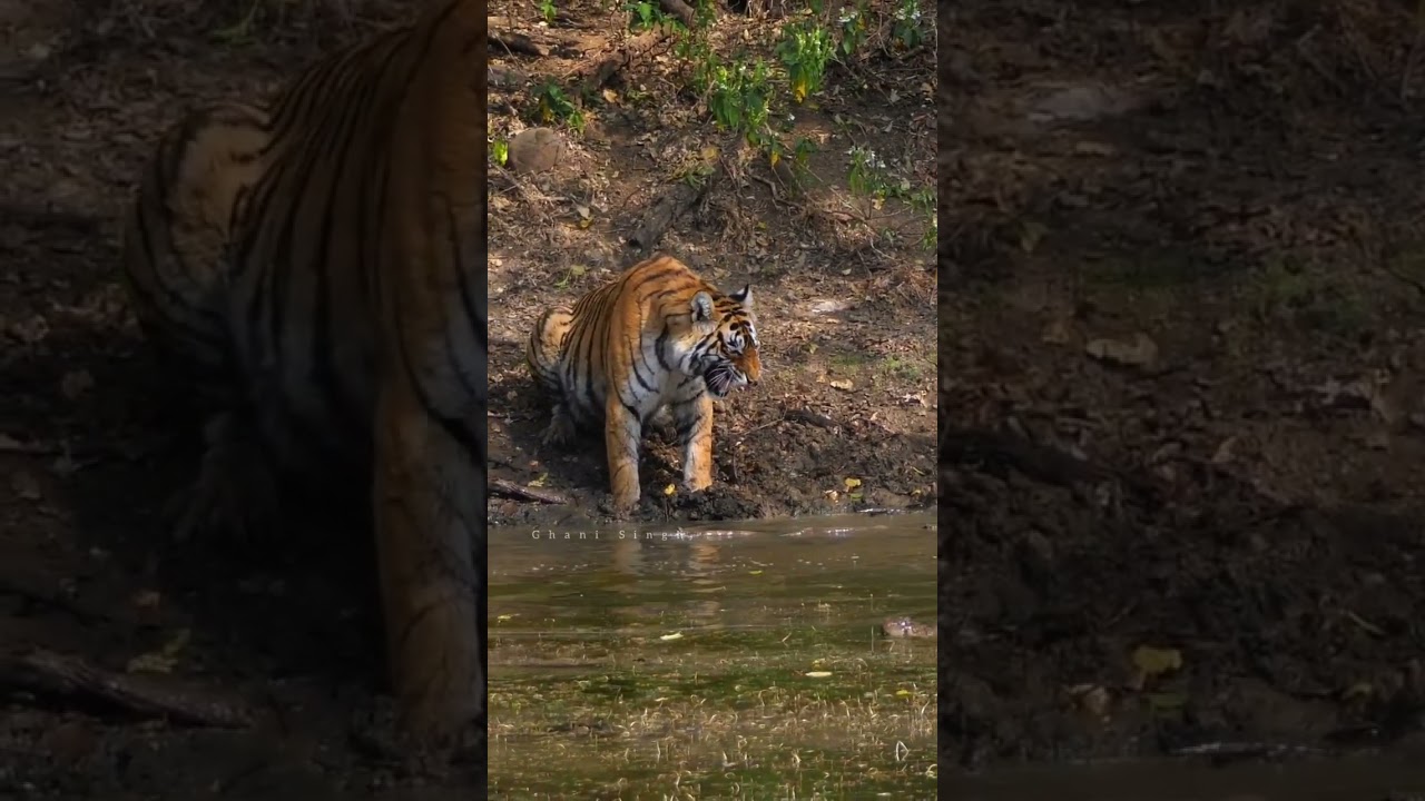 tiger Attack on crocodile at Ranthambhore #attack #ranthambhore #tiger #ranthamborenationalpark