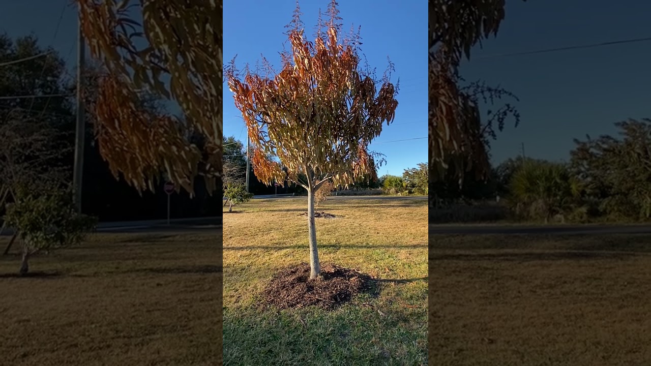Cold Damage Observations