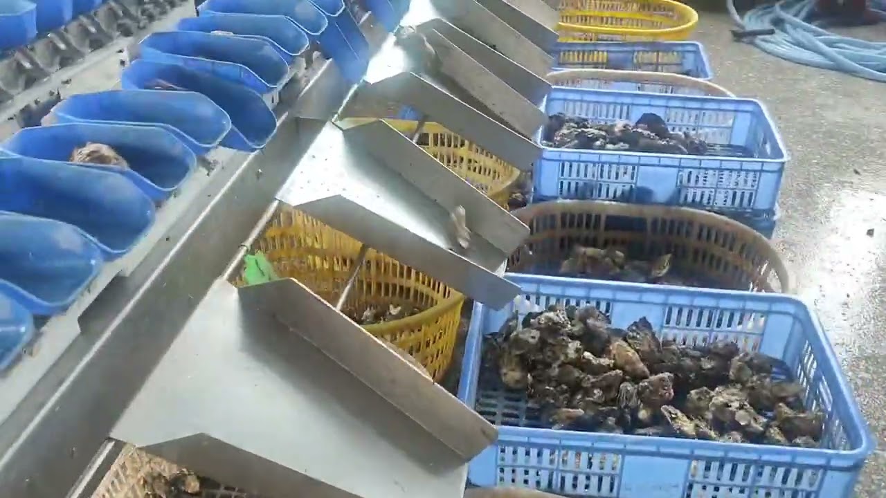 Oyster Grading Machine Seafood Fish Lobster Weight Sorting Equipment Shell Grader