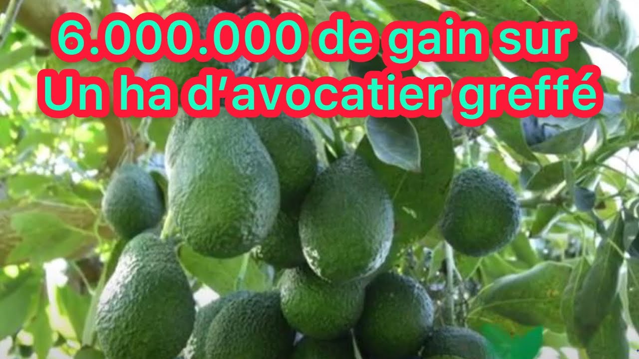 Investir 700 Milles et gagner 6 millions par ha sur la culture d’avocatier greffée