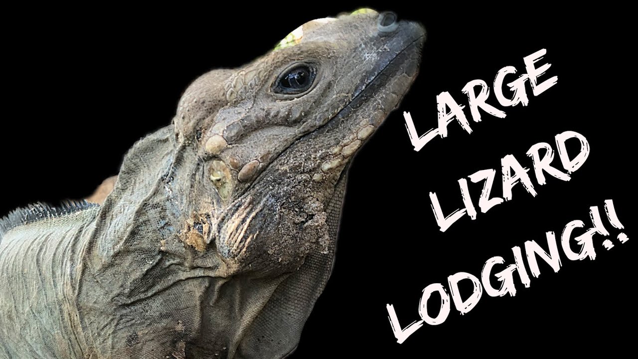 How to Keep Iguanas Indoors