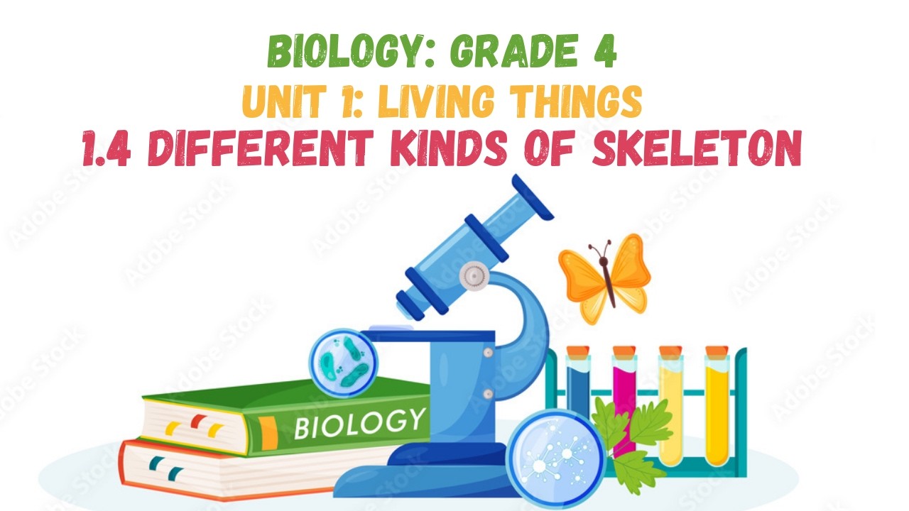 1.4 DIFFERENT KINDS OF SKELETON