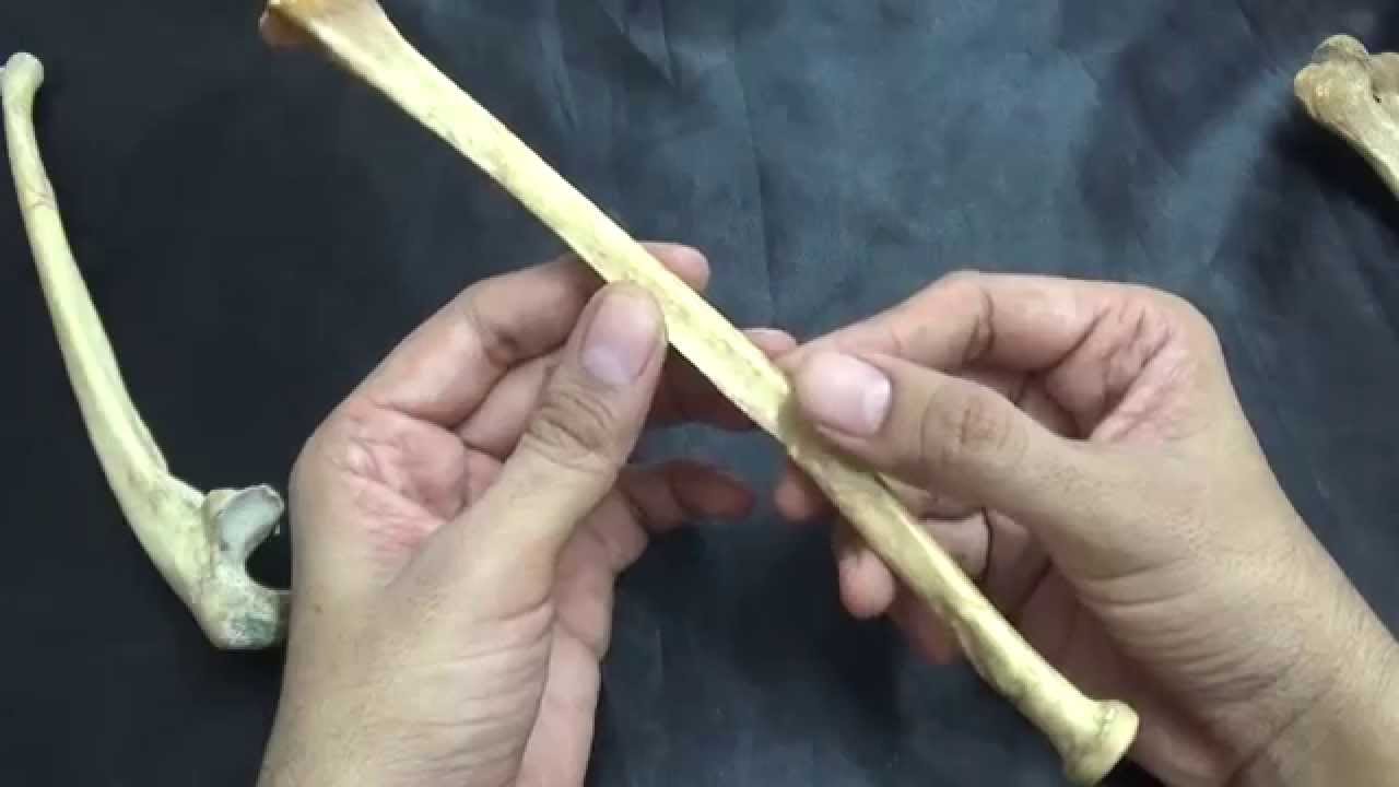 radius- general features