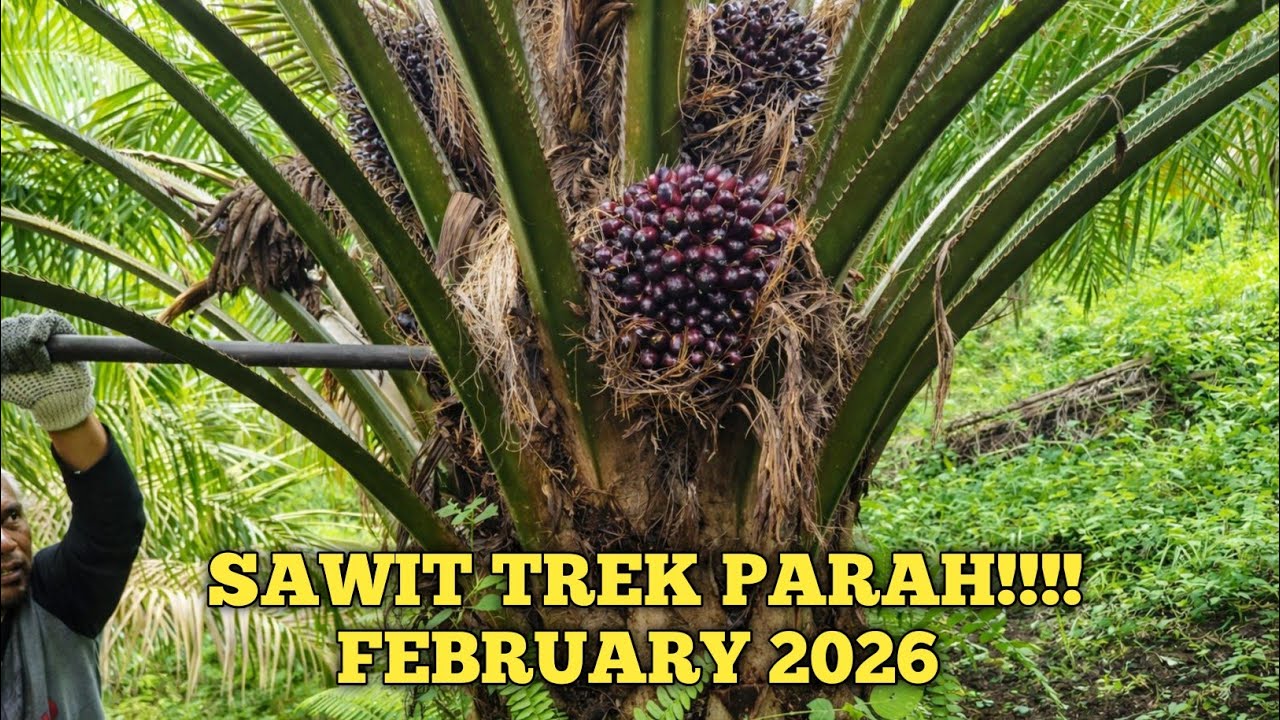 PANEN SAWIT MUSIM TREK PARAH, APAKAH KAH SOLUSINYA. @petanipemulatemah
