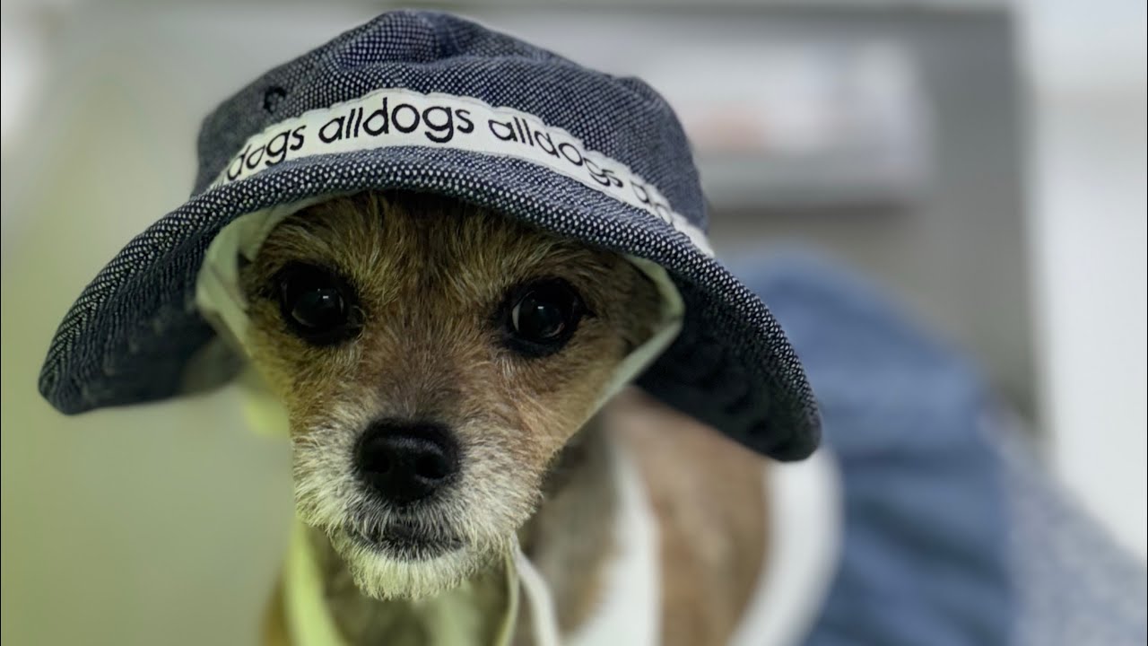 ¿Conoces la historia de Petunia 🐶🛏️?