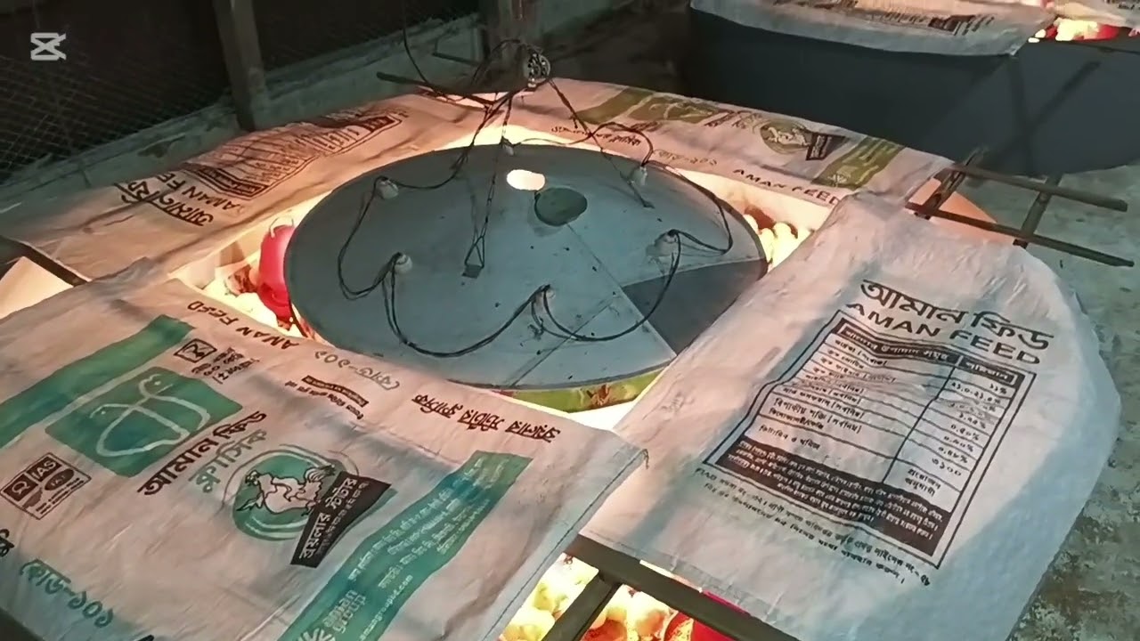 পিপলস এর ইপি এ গ্রেড বয়লার মুরগির বাচ্চা, বয়স একদিন, এবং এই প্রথম দিনে যা কিছু করা হলো,