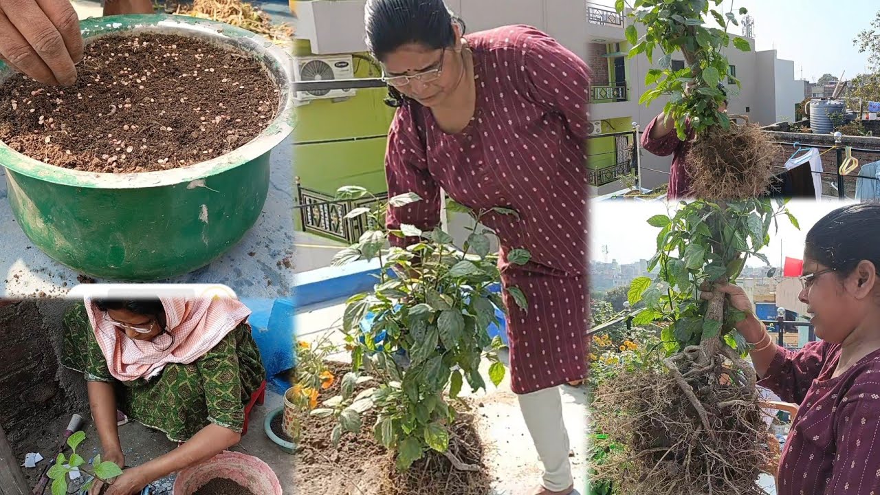 (गर्मियों के सब्जियों की बीज बोई )🤗#explorepage #tarracegardening#viral #trending #cleaning#ytshorts