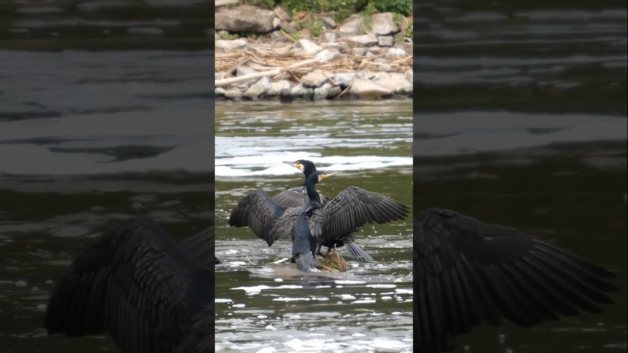 Was passiert hier mitten im Fluss?&bull; Zwei schwarze Schatten auf dem Wasser #nature