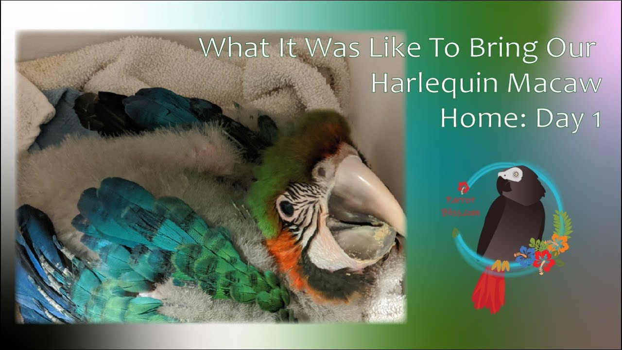 My Parrot's First Day Home: Our Harlequin Macaw Baby