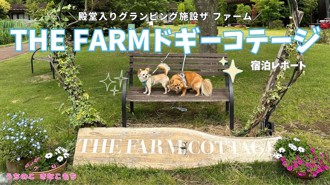 【THE FARMドギーコテージ 宿泊レポート】大人気農園リゾート ザ ファームのドギーコテージに2匹のチワワと宿泊！