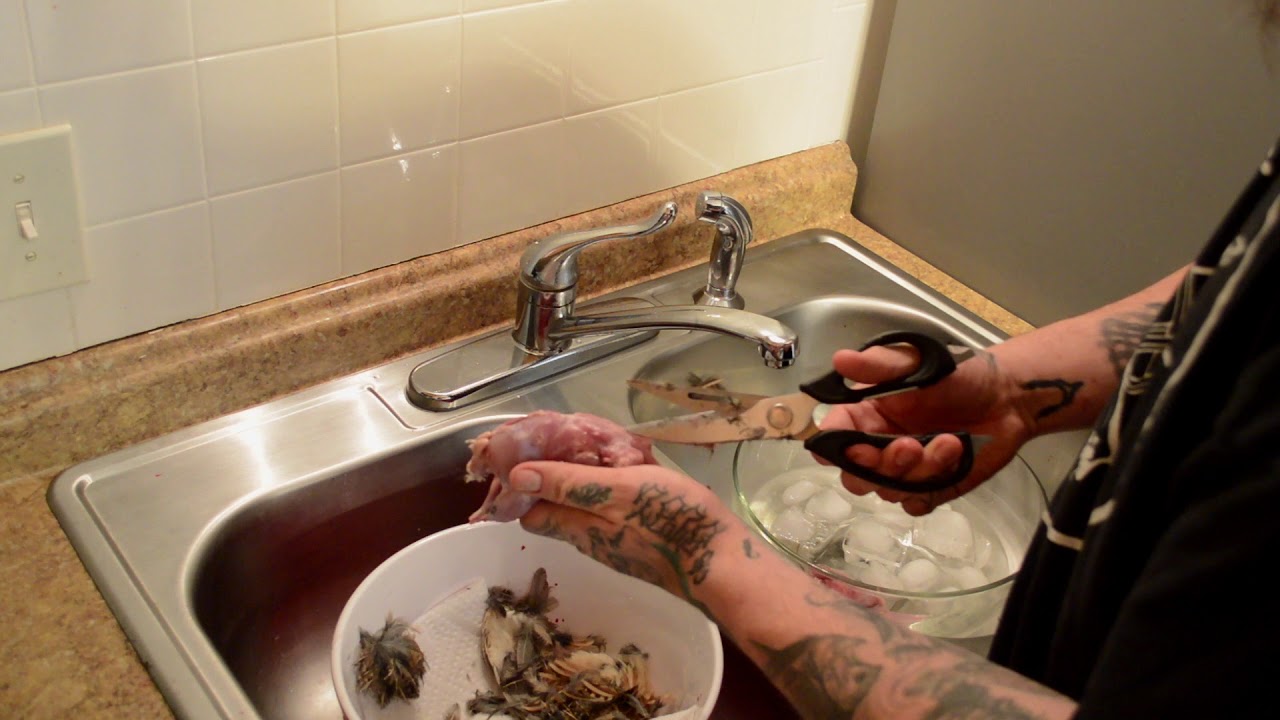How to Butcher and Process Coturnix Quail