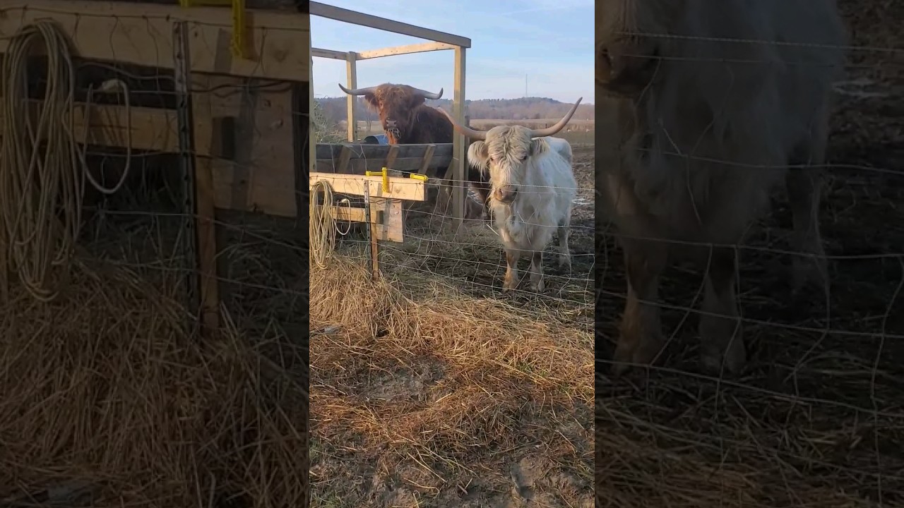 Our Scottish Highlander bull is in the hay feeder.