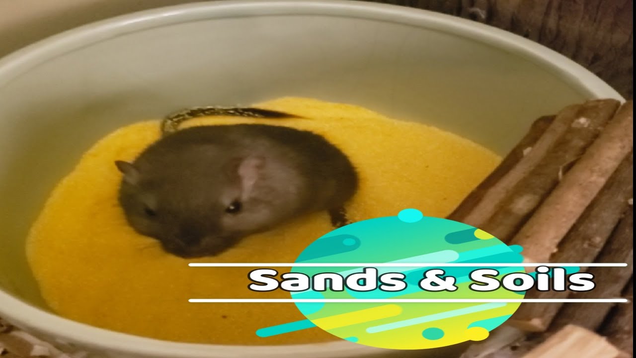 Gerbil Care - Safe Sands & Soils For Gerbils & Sensitive Small Pets